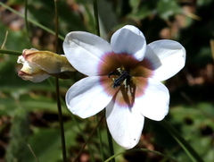 Ixia versicolor