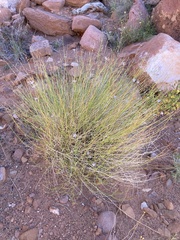 Stephanomeria tenuifolia