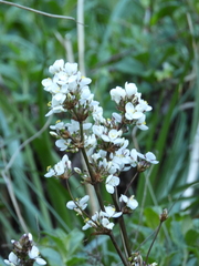 Libertia chilensis