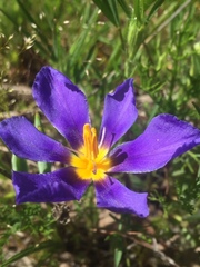 Calydorea xiphioides