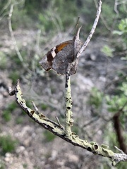 Libytheana carinenta mexicana