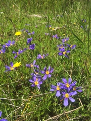 Calydorea xiphioides