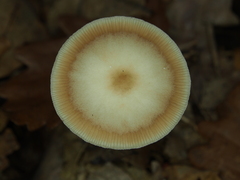 Rhodocollybia asema