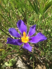 Calydorea xiphioides