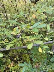 Ligustrum obtusifolium