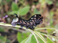 Xylophanes falco