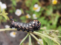 Xylophanes falco
