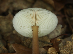 Rhodocollybia asema