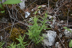 Galium boreale