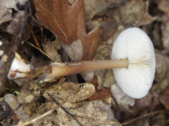Rhodocollybia asema