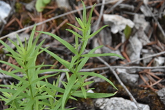 Galium boreale