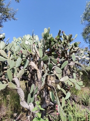 Opuntia tomentosa