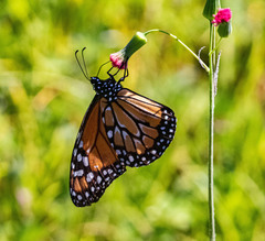 Danaus erippus