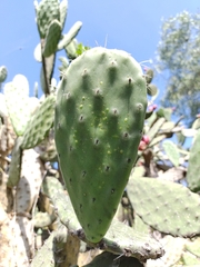 Opuntia tomentosa