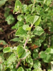 Brickellia veronicifolia