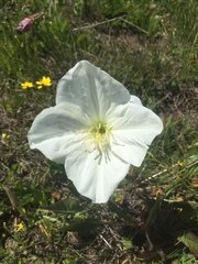 Oenothera acaulis