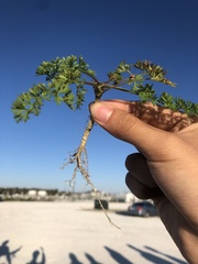 Lepidium didymum
