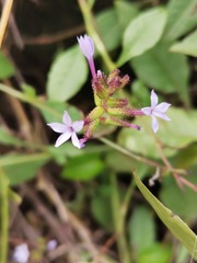 Plumbago pulchella