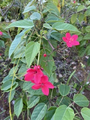 Jatropha integerrima