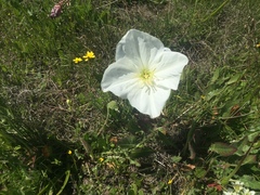Oenothera acaulis
