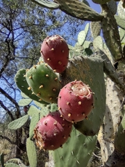 Opuntia tomentosa