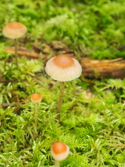 Hypholoma marginatum
