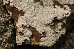 Lichinaceae