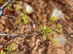 Albizia brevifolia