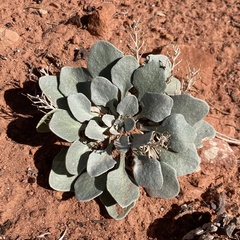 Physaria