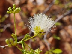 Albizia brevifolia
