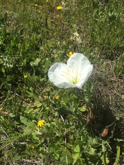 Oenothera acaulis