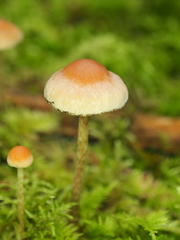 Hypholoma marginatum