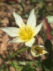 Nothoscordum