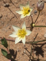 Nothoscordum