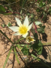 Nothoscordum
