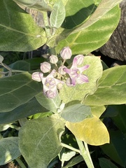Calotropis gigantea