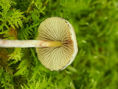 Hypholoma marginatum