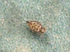 Dicyrtomidae