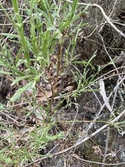 Genista tridentata