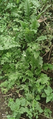 Carduus crispus