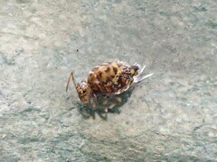 Dicyrtomidae