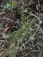 Genista tridentata