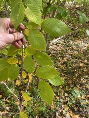 Carpinus caroliniana