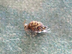 Dicyrtomidae