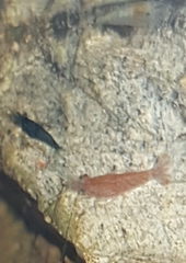 Neocaridina davidi