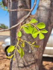 Sclerocarya birrea caffra