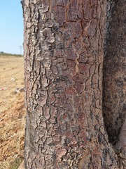 Sclerocarya birrea caffra