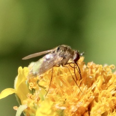 Bombyliidae