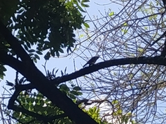 Turdus ignobilis