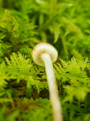 Hypholoma marginatum